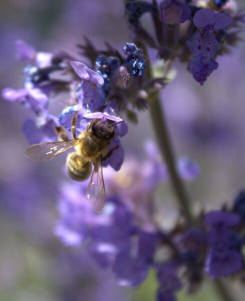 Morning Breakfast Print