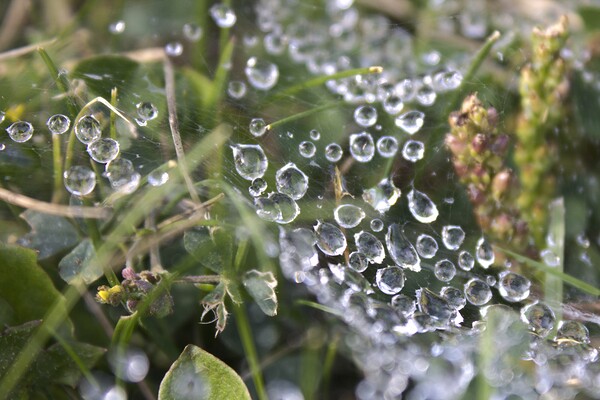 Webbed droplets by Dustin Rogers