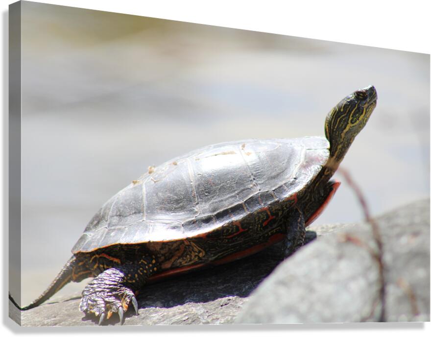 Sunning Turtle Canvas Print