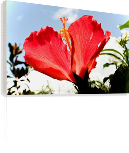 Ship Mate Canvas Print