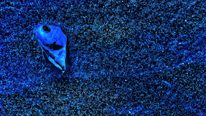Cosmic Fossil