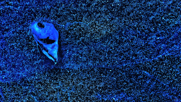 Cosmic Fossil Print