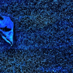Cosmic Fossil