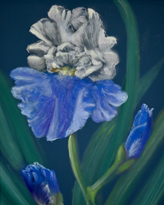 Stairway to Heaven Iris
