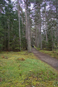 Senior couple walking their dogs down a Scotland Hiking trail in early spring   DSC5131  1