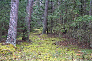  Scotland Forest in early spring  DSC5132  1