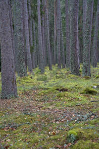  Pine trees and plenty of moss beneath the trees on the forest floor.  DSC5135  1