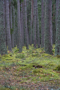  Blanket of thick green lush moss below the towering pine trees in Scotland.  DSC5136  1