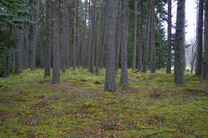  Scotland forest thins out with a meadow in the background.  DSC5137  1