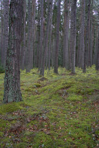  Colorful lush green moss under the large pine trees in Scotland. DSC5138  1