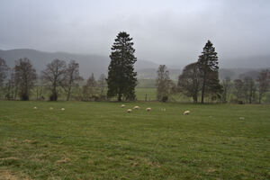 Tall pine trees in the background of a green grass meadow with sheep grazing in the Scottish fog.  DSC5145  1