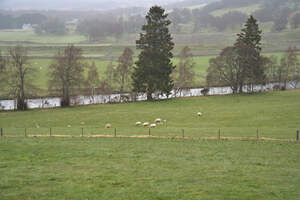  Tall pine trees in the background of a green grass meadow with sheep grazing in the Scottish fog.  DSC5152  1