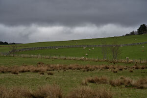 Cloudy overcast Scotland sky over a lush green Scottish meadow with sheep grazing   DSC5165  1