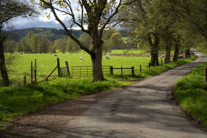 Narrow twisting country road in Scotland surrounded by sheep  DSC6310