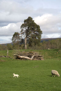  Large Tree in a Scotland landscape surrounded by sheep DSC6338