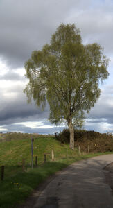  Large tree in a lush green Scotland meadow  DSC6339