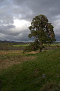 Cloudy skies over a large tree in a Scottish landscape  DSC6340