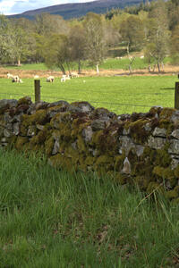  Stone Fence surrounded by the Scotland lush green landscape DSC6349  1