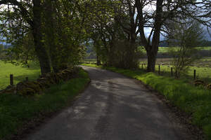 Narrow Scotland rural road bathed in lush green follage  DSC6377