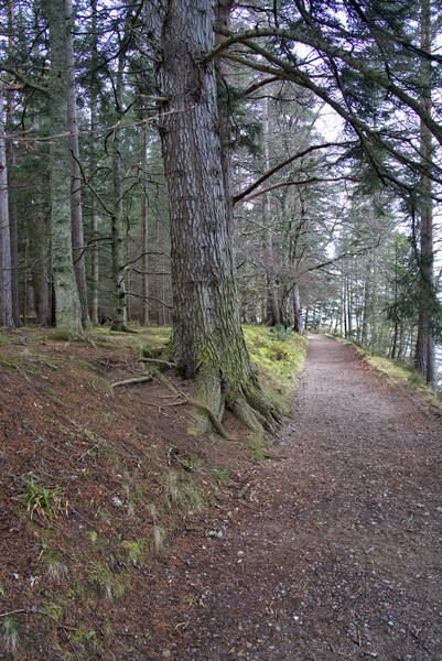  Scotland Hiking trail thru the forest  DSC5126  1 by RonM
