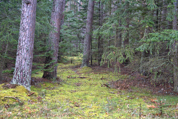  Scotland Forest in early spring  DSC5132  1 by RonM