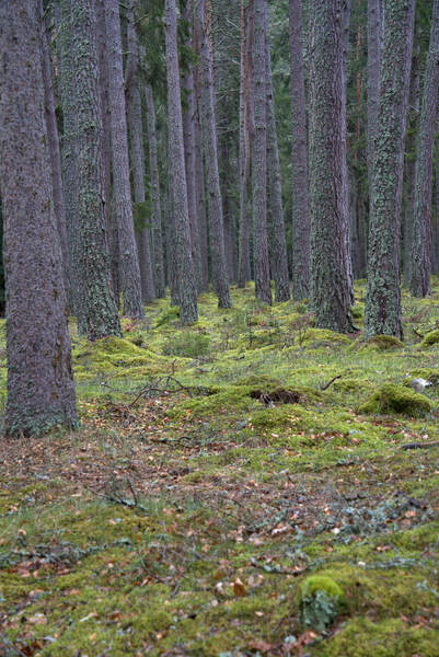  Pine trees and plenty of moss beneath the trees on the forest floor.  DSC5135  1 by RonM