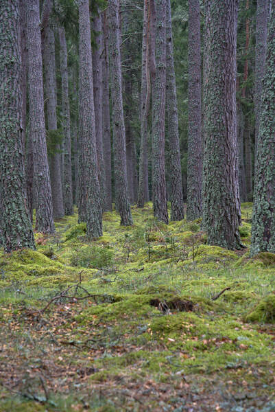  Blanket of thick green lush moss below the towering pine trees in Scotland.  DSC5136  1 by RonM