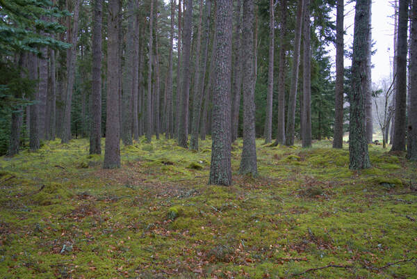  Scotland forest thins out with a meadow in the background.  DSC5137  1 by RonM