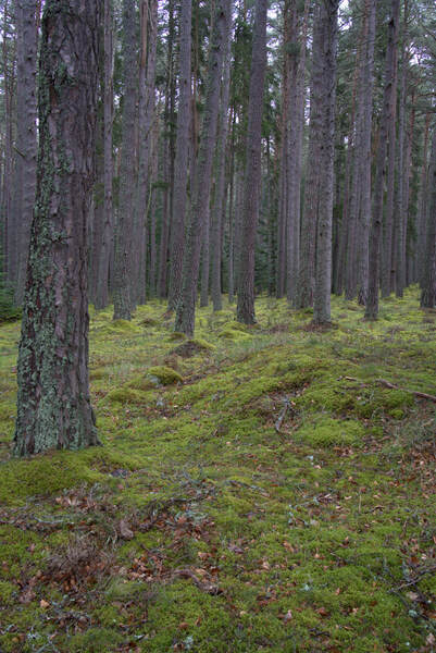  Colorful lush green moss under the large pine trees in Scotland. DSC5138  1 by RonM