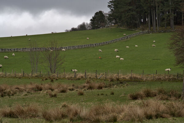  Hilly lush green pasture with sheep grazing separated by a rock fence.  DSC5164  1 by RonM