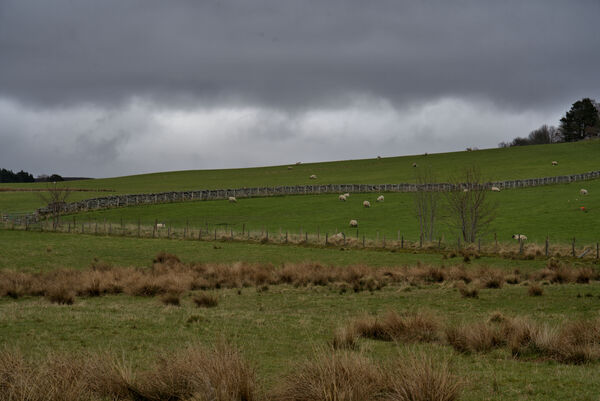Cloudy overcast Scotland sky over a lush green Scottish meadow with sheep grazing   DSC5165  1 by RonM