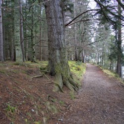  Scotland Hiking trail thru the forest  DSC5126  1