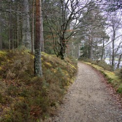  Scotland hiking trail along the forest edge with River Dee alongside  DSC5128  1