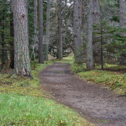 Towering pine trees above a Scotland hiking trail in early spring   DSC5130  1