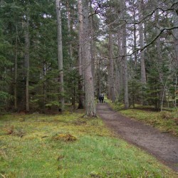 Senior couple walking their dogs down a Scotland Hiking trail in early spring   DSC5131  1