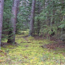  Scotland Forest in early spring  DSC5132  1