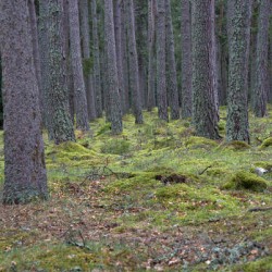  Pine trees and plenty of moss beneath the trees on the forest floor.  DSC5135  1