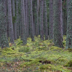  Blanket of thick green lush moss below the towering pine trees in Scotland.  DSC5136  1
