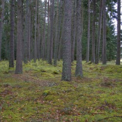  Scotland forest thins out with a meadow in the background.  DSC5137  1