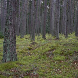  Colorful lush green moss under the large pine trees in Scotland. DSC5138  1