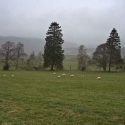 Tall pine trees in the background of a green grass meadow with sheep grazing in the Scottish fog.  DSC5145  1