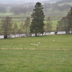  Tall pine trees in the background of a green grass meadow with sheep grazing in the Scottish fog.  DSC5152  1