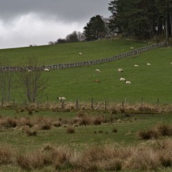  Hilly lush green pasture with sheep grazing separated by a rock fence.  DSC5164  1