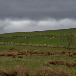 Cloudy overcast Scotland sky over a lush green Scottish meadow with sheep grazing   DSC5165  1