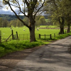 Narrow twisting country road in Scotland surrounded by sheep  DSC6310