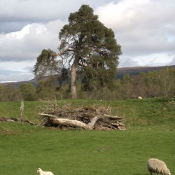  Large Tree in a Scotland landscape surrounded by sheep DSC6338