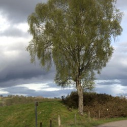 Large tree in a lush green Scotland meadow  DSC6339
