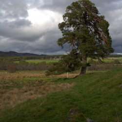 Cloudy skies over a large tree in a Scottish landscape  DSC6340
