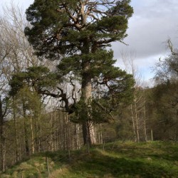  Scotland lush green landscape DSC6341