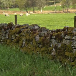  Stone Fence surrounded by the Scotland lush green landscape DSC6349  1